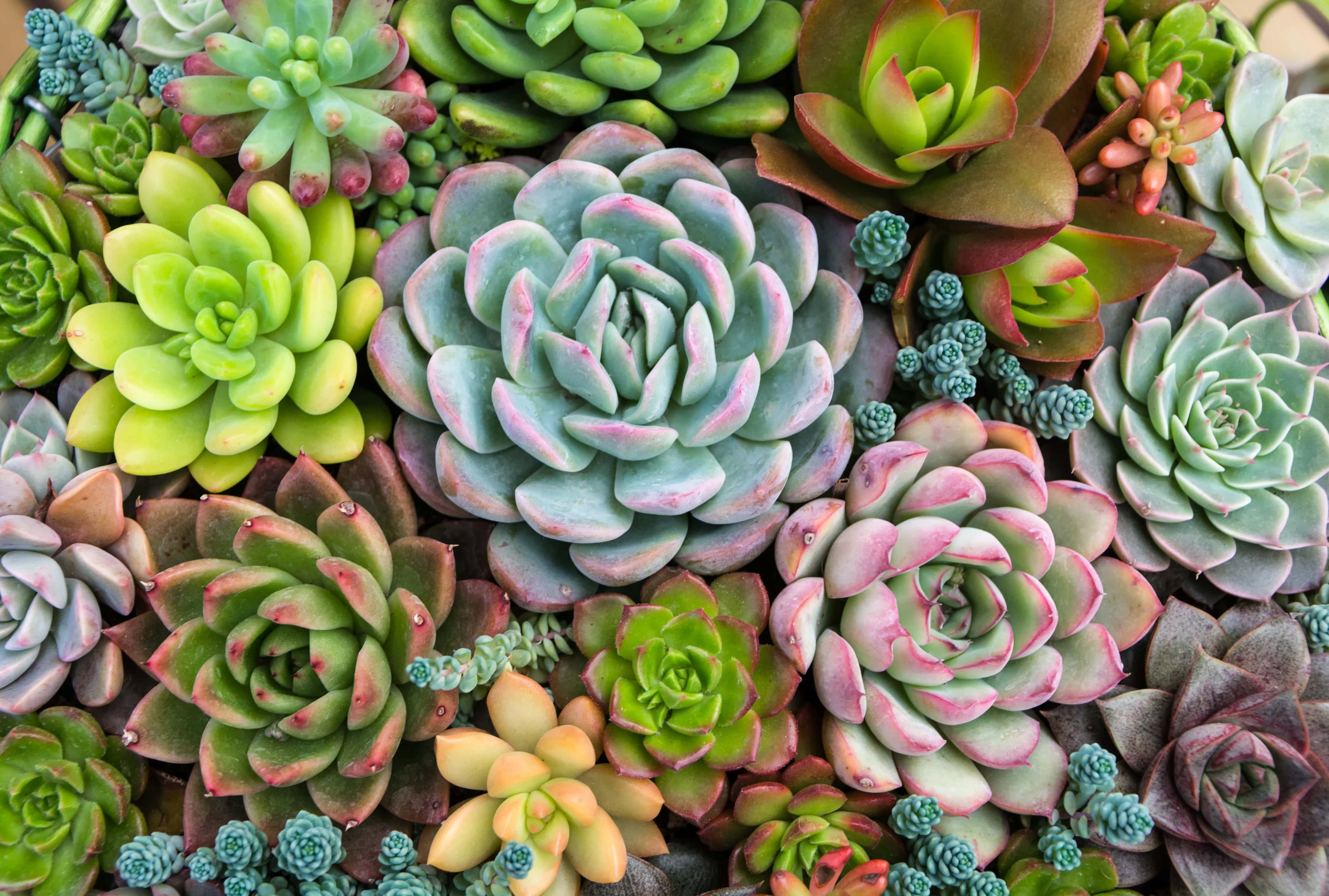 Vetplanten