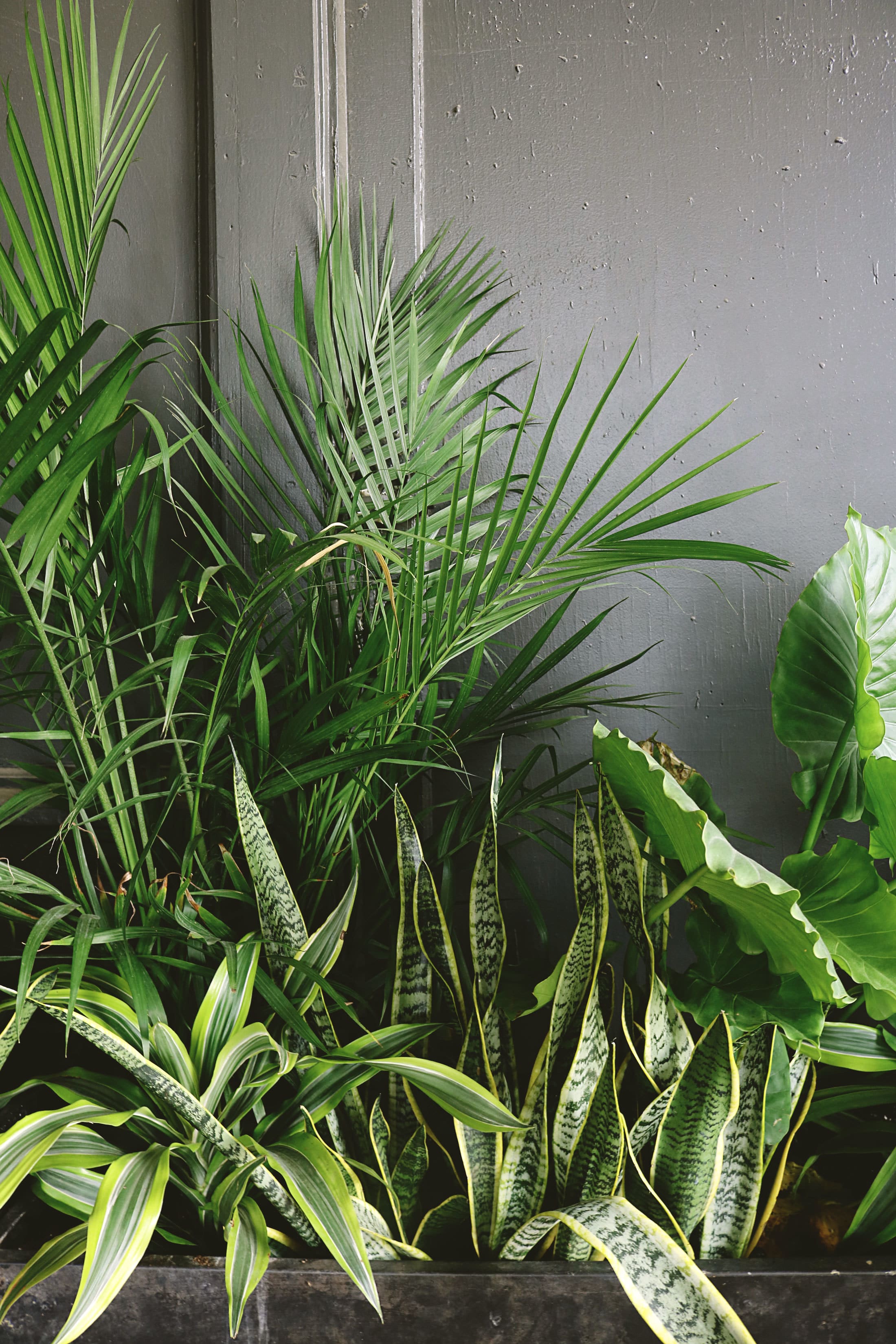 Tropische planten