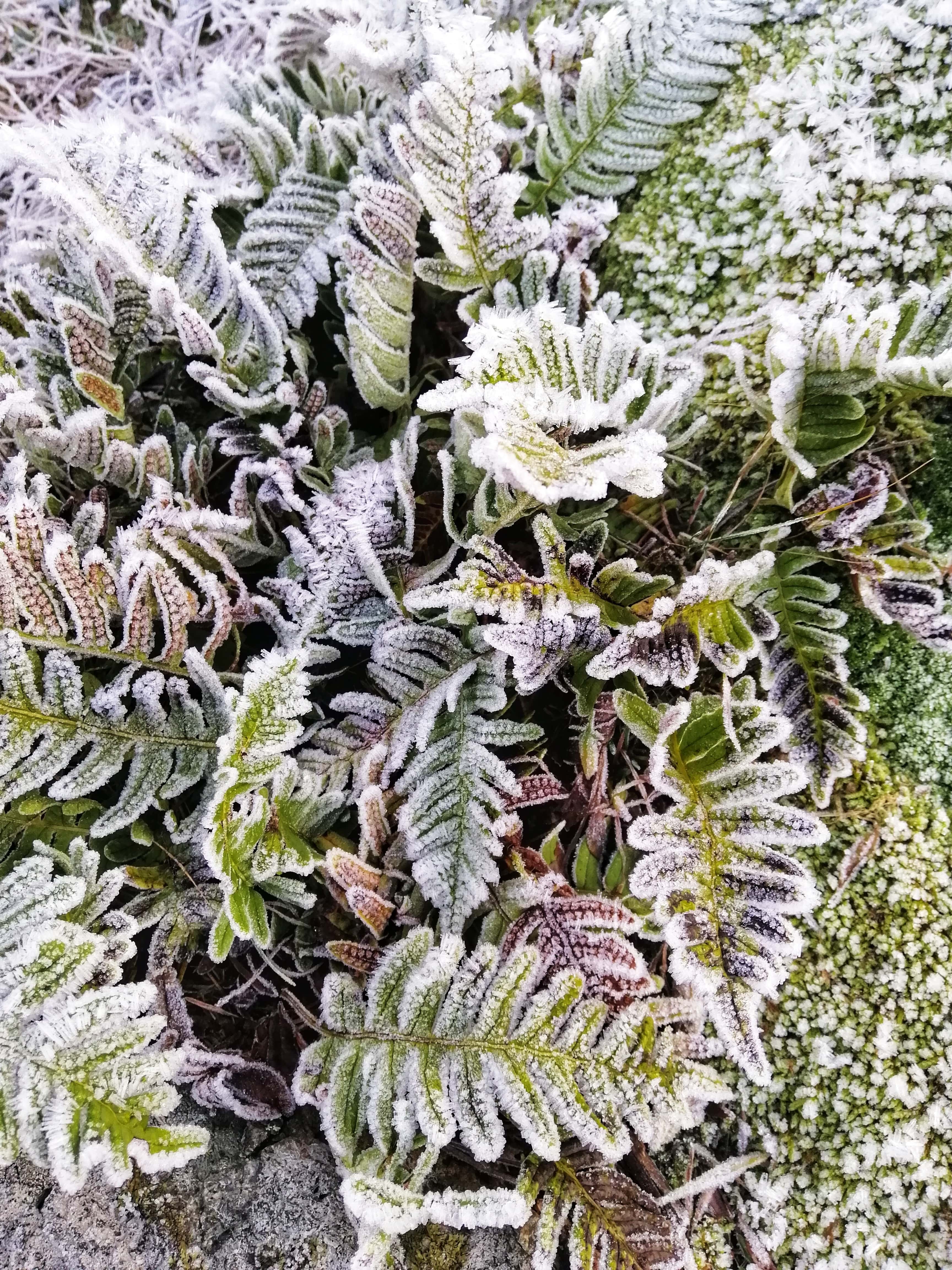 Winterharde Planten