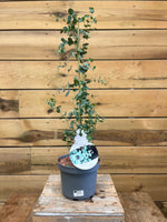 Eucalyptus gunnii (zilver-eucalyptus) voorkant