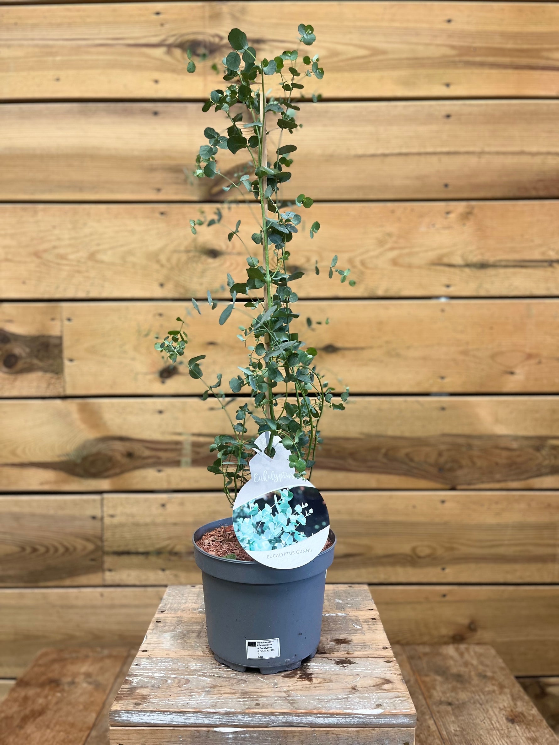 Eucalyptus gunnii (zilver-eucalyptus) voorkant