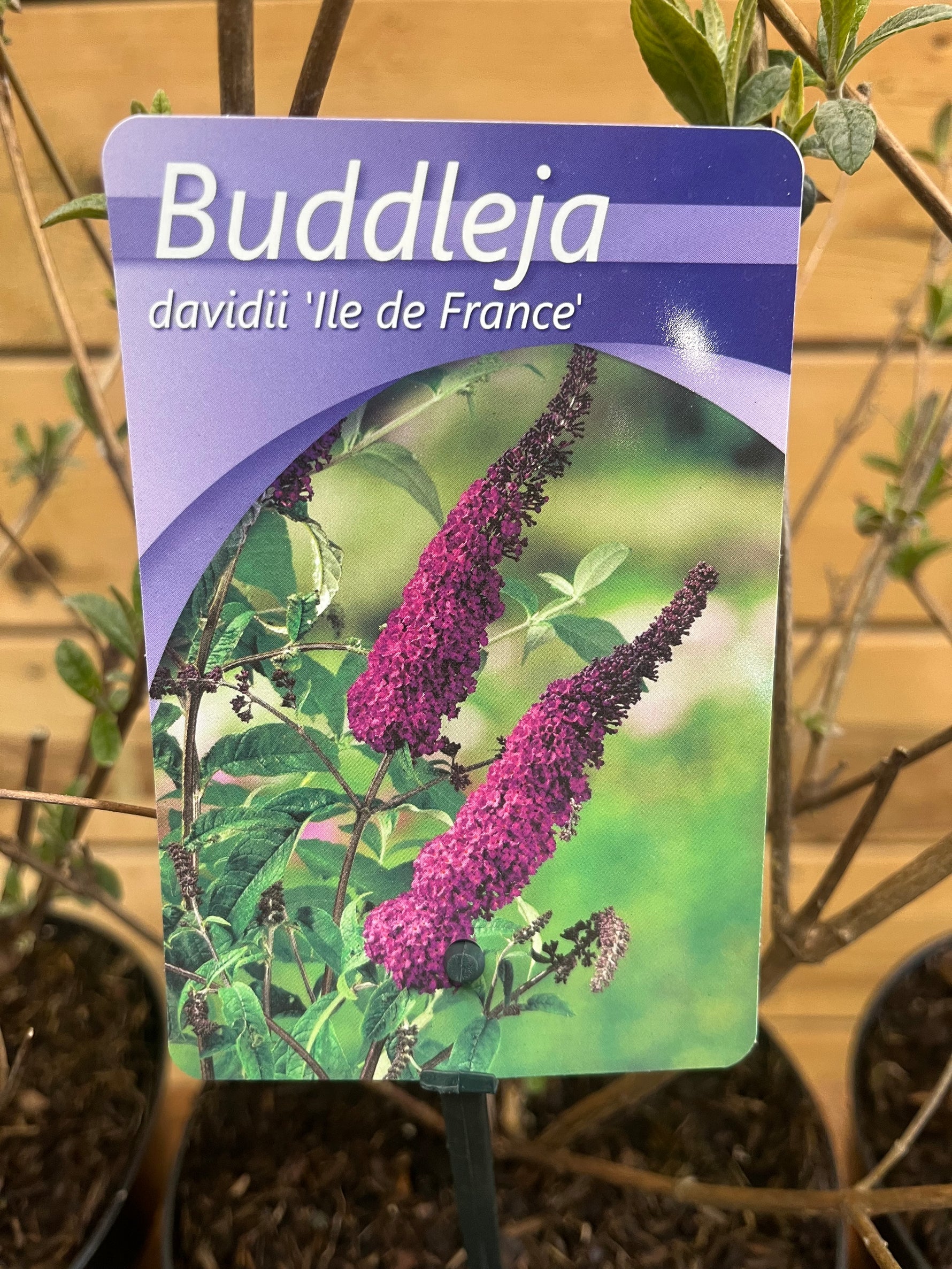 Buddleja davidii (vlinderstruik) paars