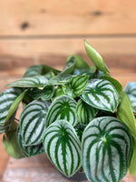 Peperomia Watermelon bovenkant