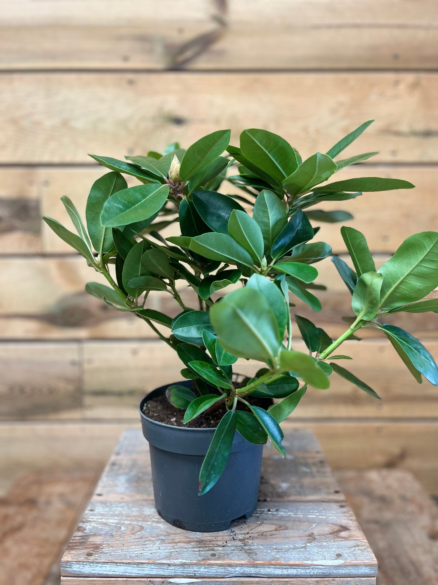 Rhododendron hybride voorkant