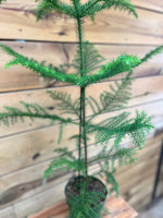 Araucaria Heterophylla dichtbij