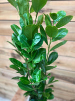 Prunus dichtbij