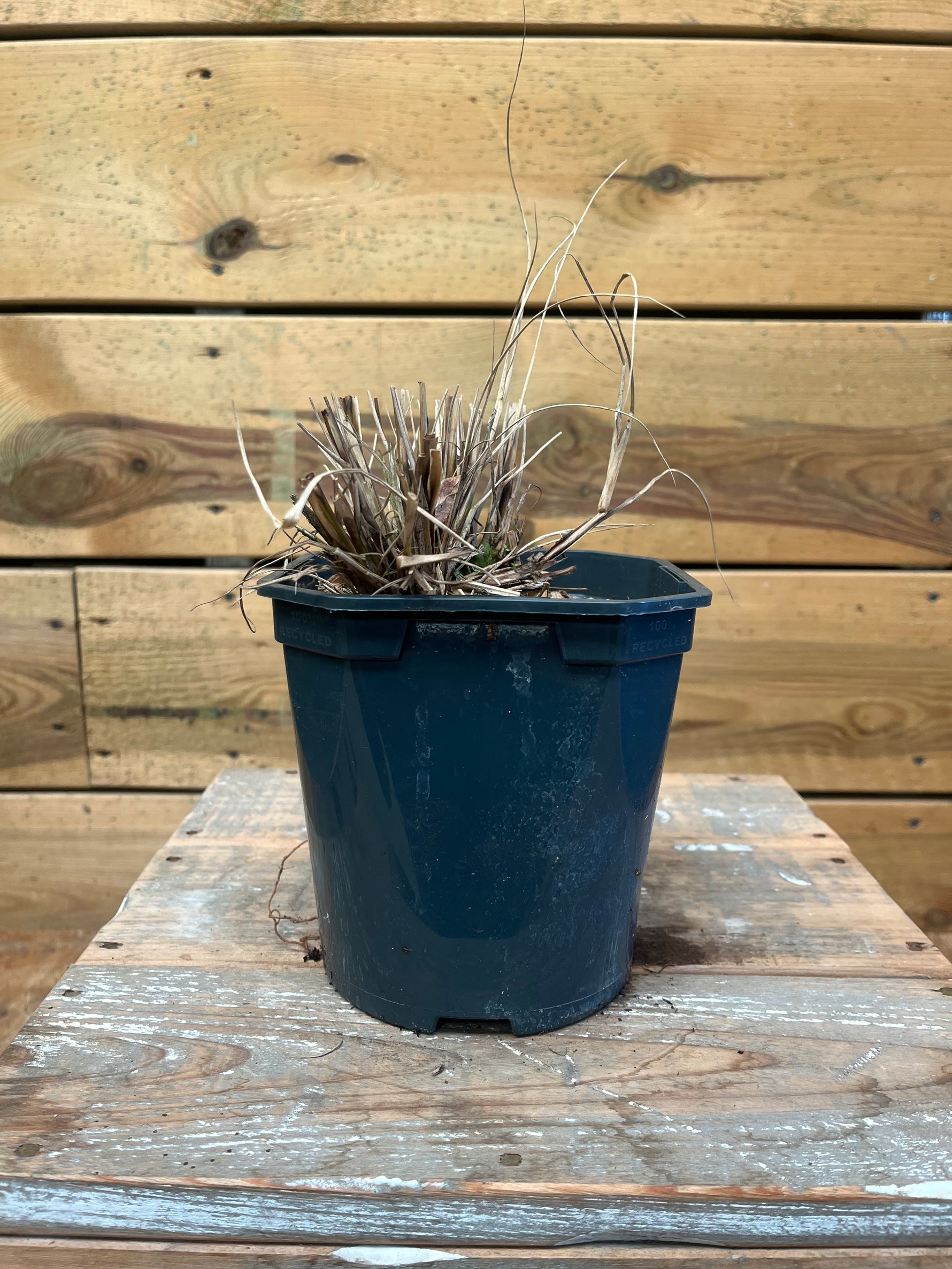 Pennisetum 'Hameln'  plant