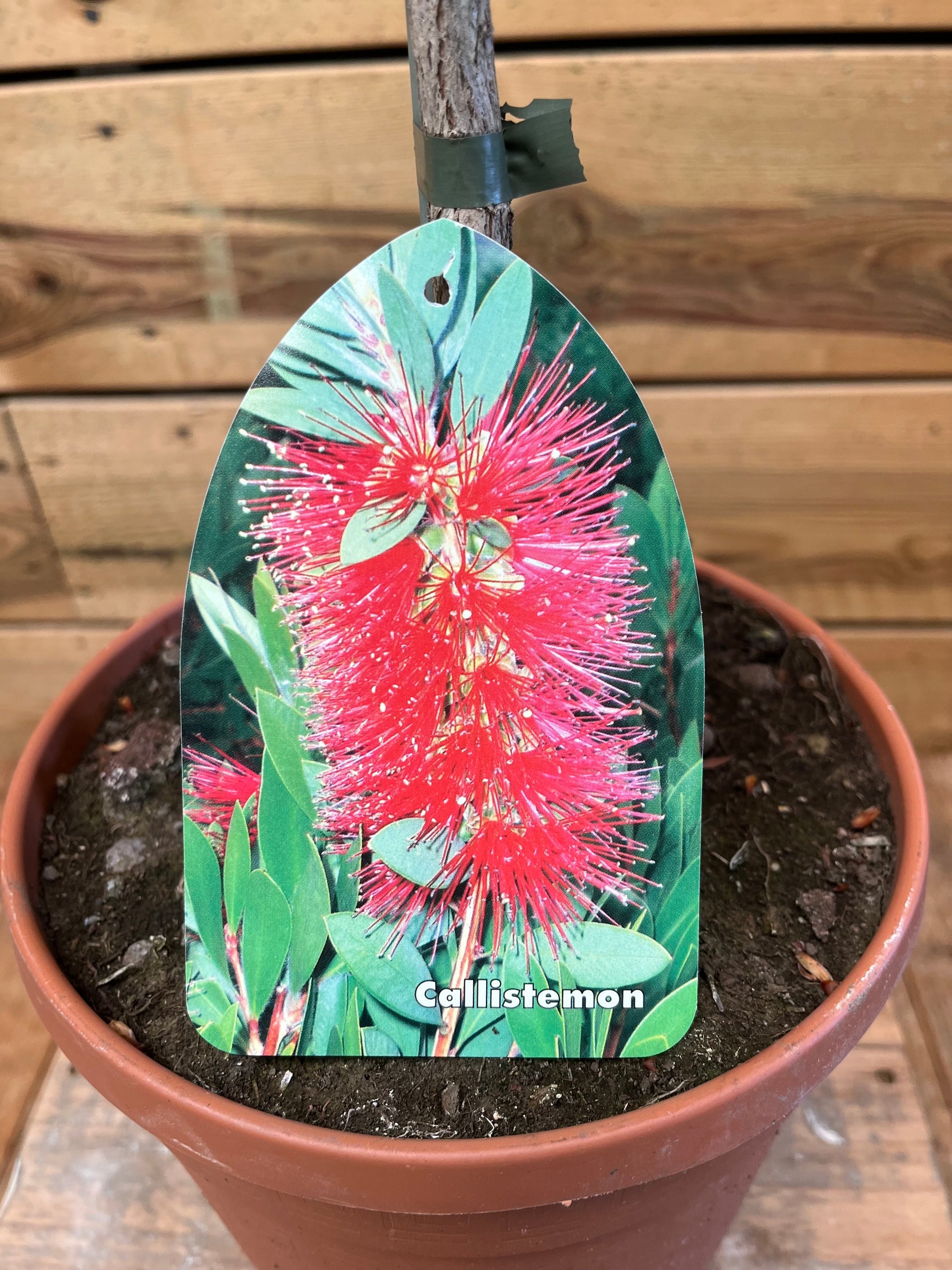 Callistemon etiket