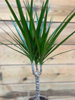 Dracaena Marginata bovenkant