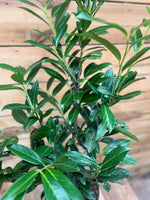 Prunus laurocerasus bovenkant