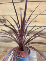 Cordyline australis dichtbij