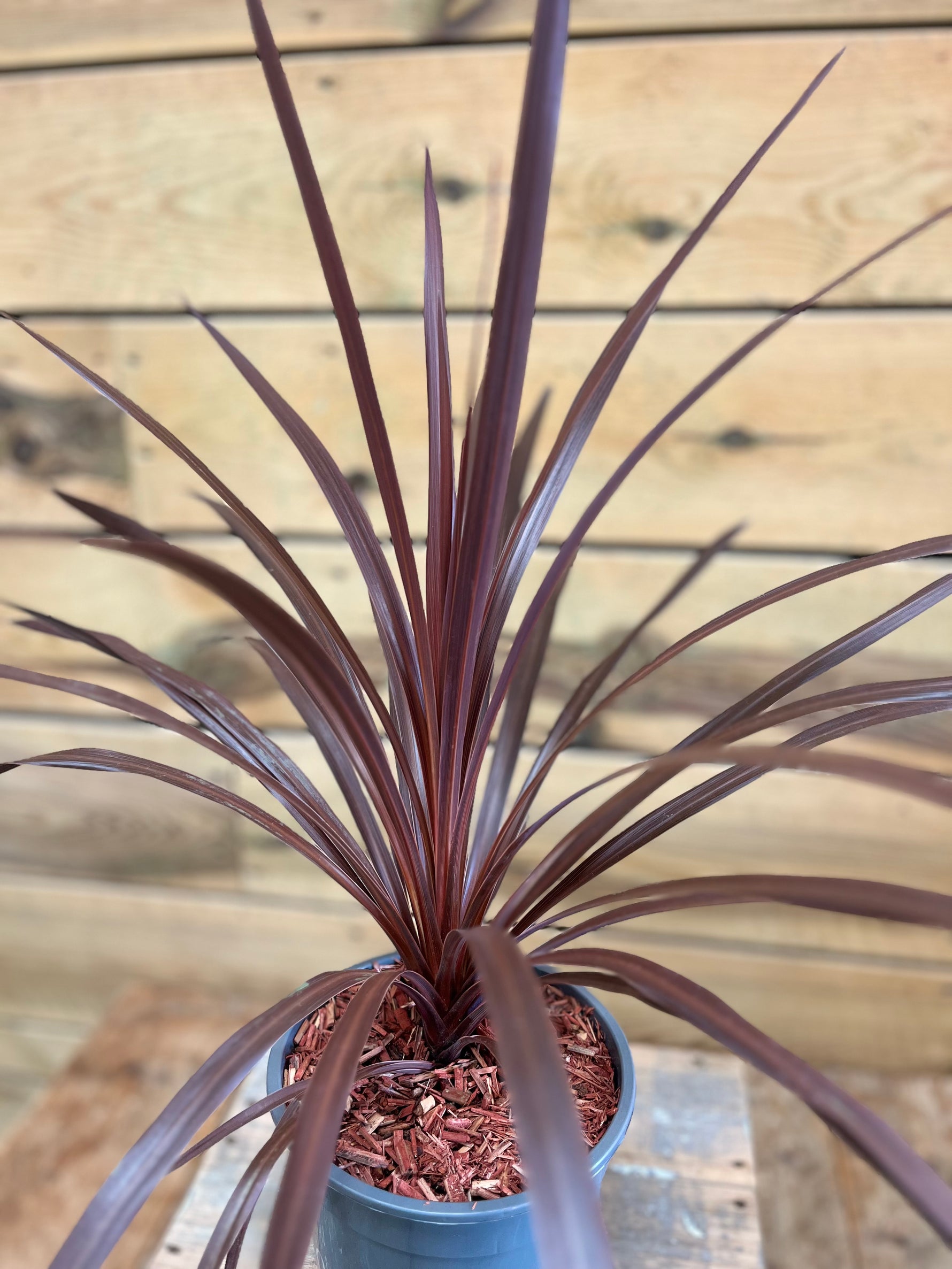Cordyline australis dichtbij