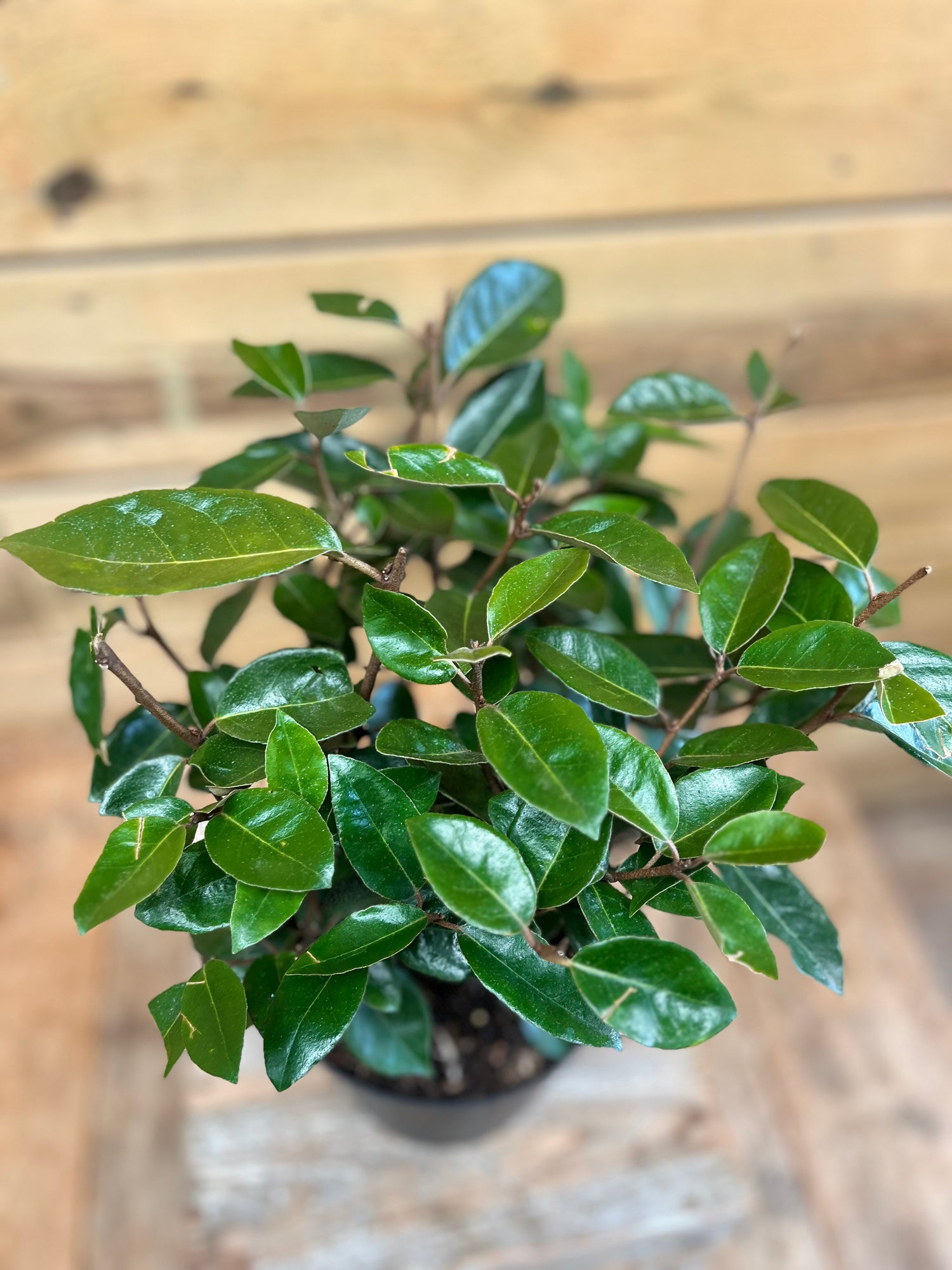 Elaeagnus bovenkant