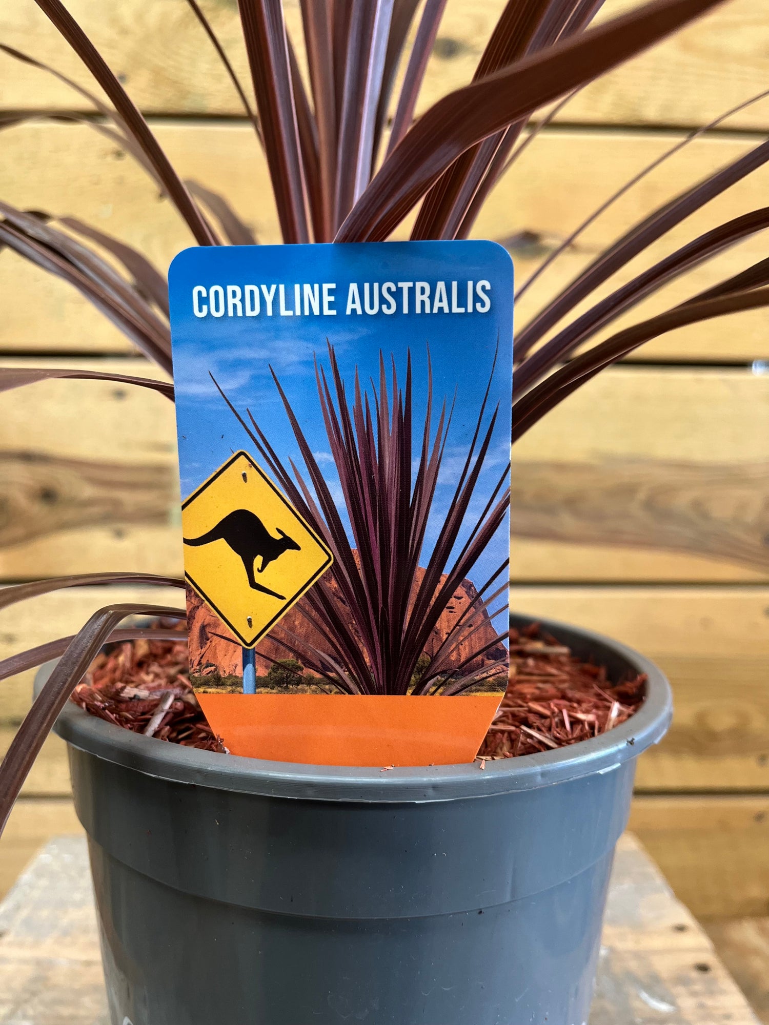 Cordyline australis etiket