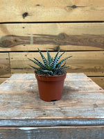 Haworthia voorkant