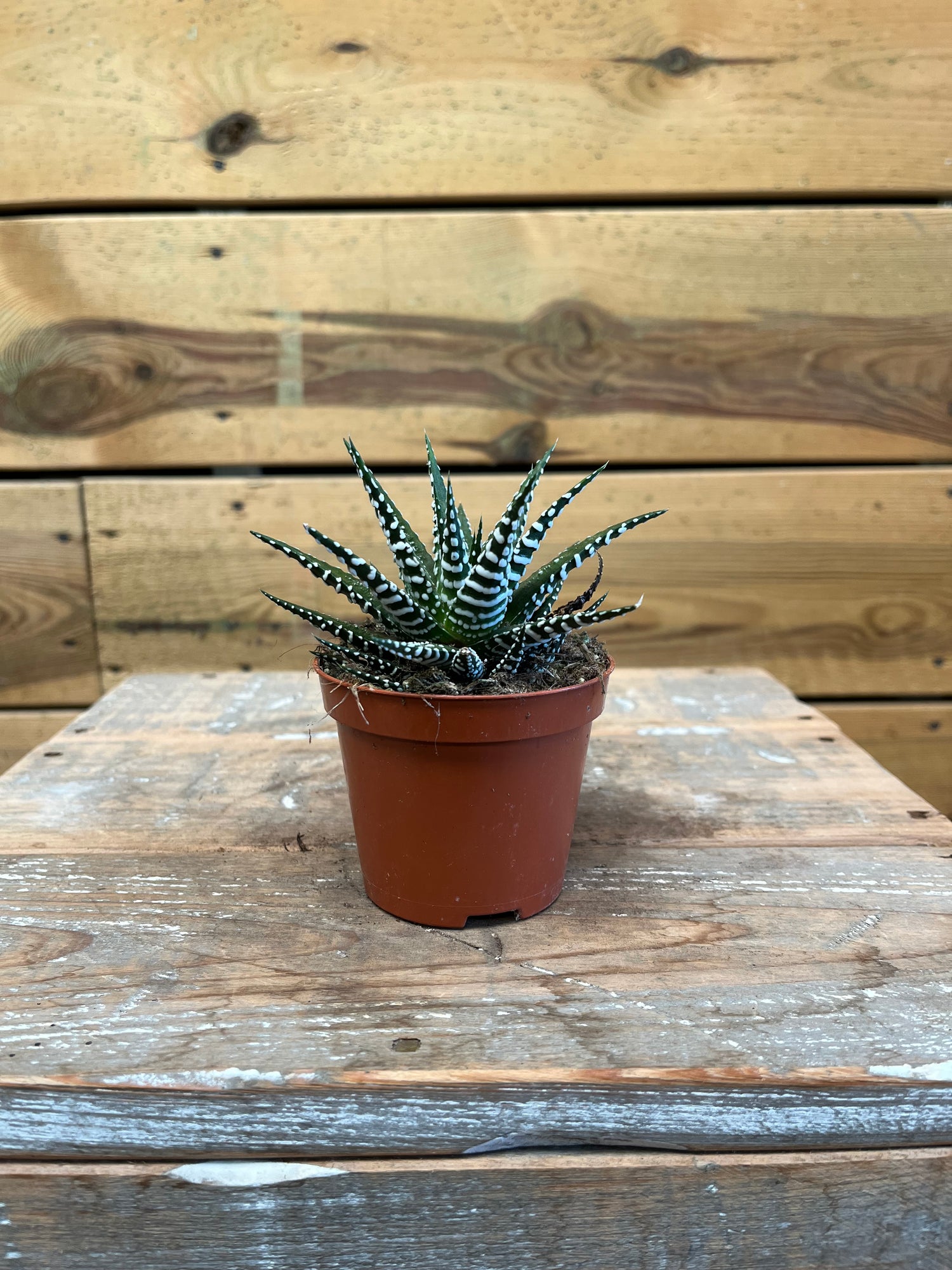 Haworthia voorkant