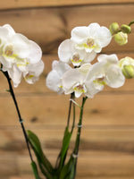 Orchidee Phalaenopsis - 3 tak bovenkant