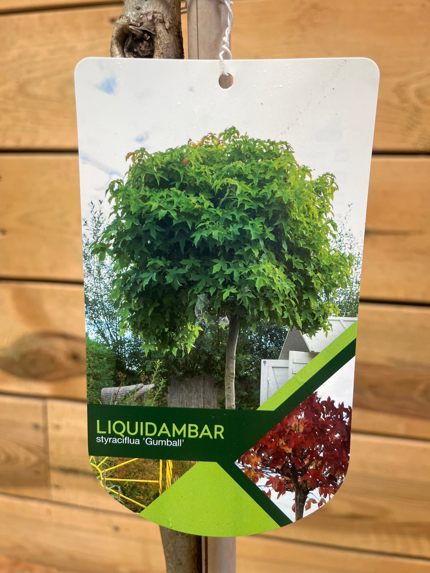 Liquidambar styraciflua (Amberboom) etiket