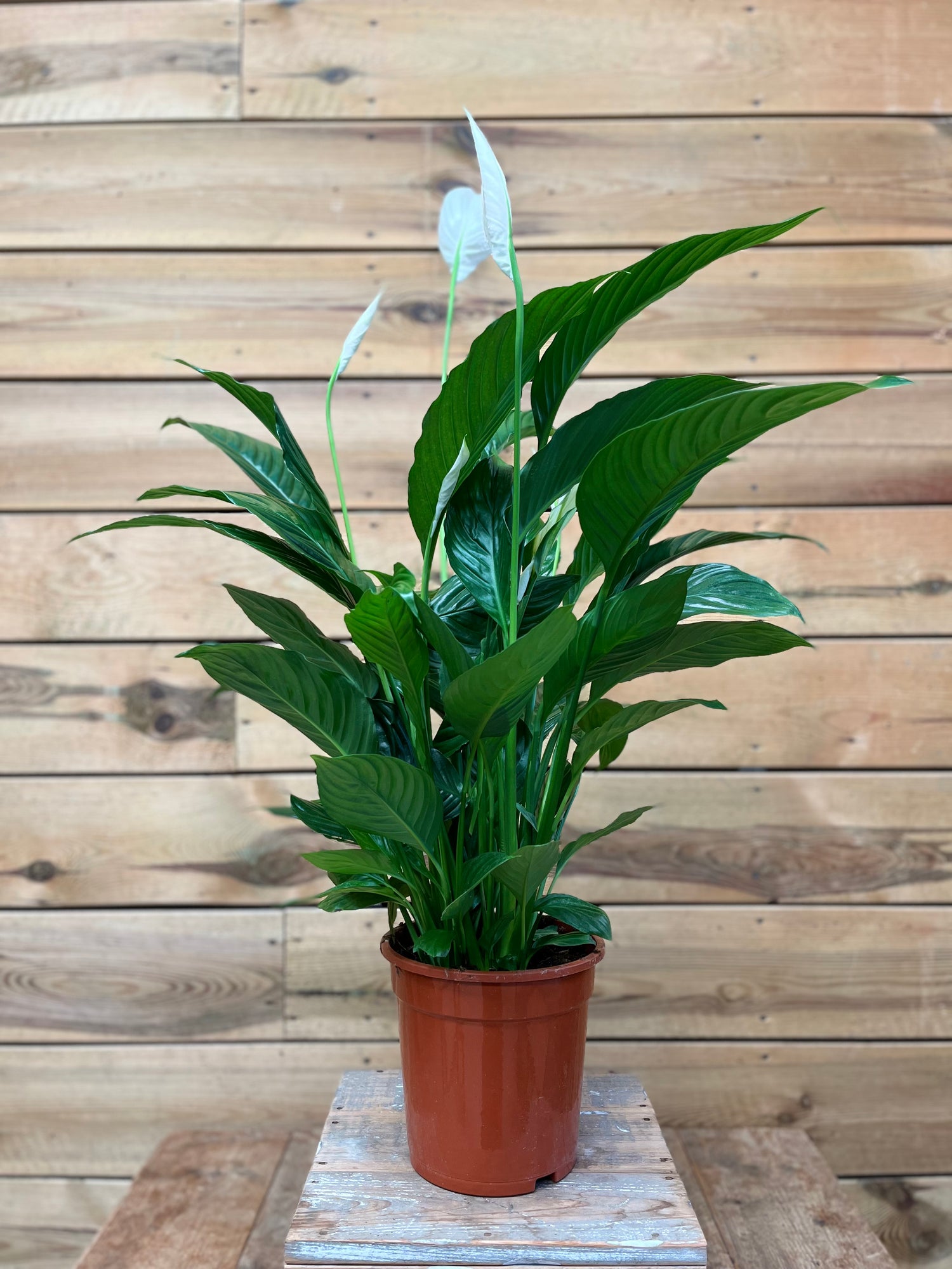 Spathiphyllum voorkant
