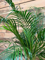 Areca Goudpalm bovenkant dichtbij