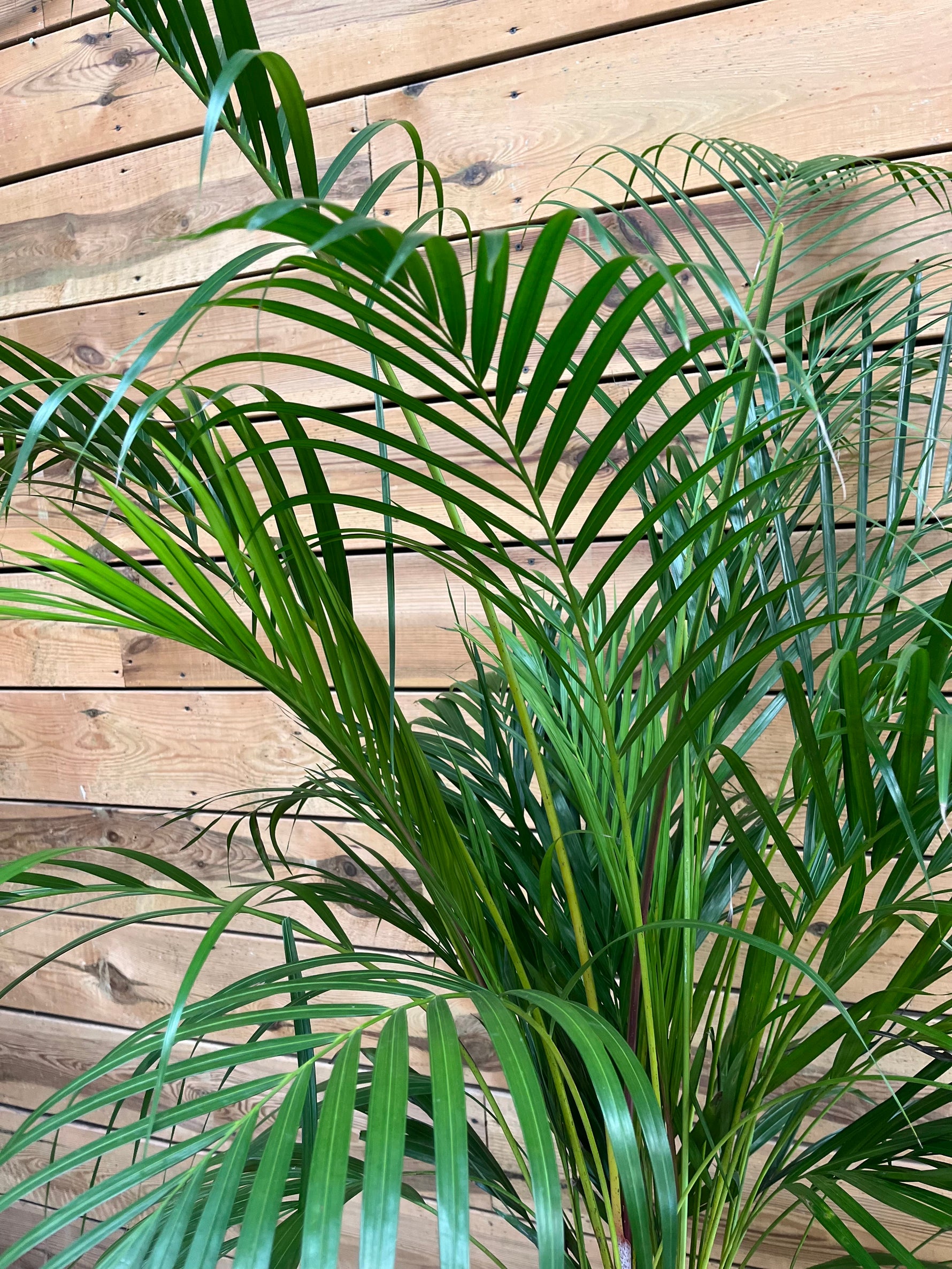 Areca Goudpalm bovenkant dichtbij