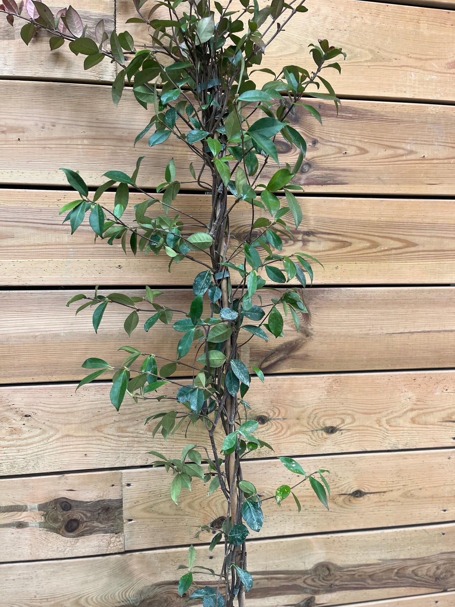 Trachelospermum jasminoides (Toscaanse jasmijn) dichterbij 