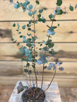 Eucalyptus gunnii (zilver-eucalyptus) - Groen-online