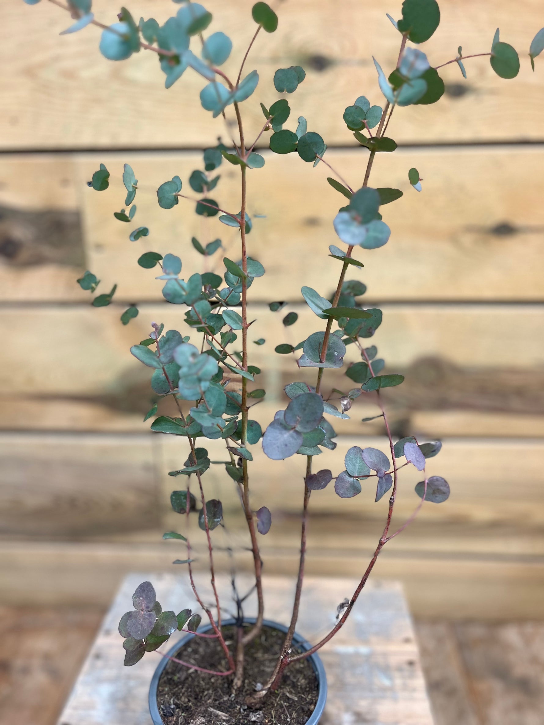 Eucalyptus gunnii (zilver-eucalyptus) - Groen-online