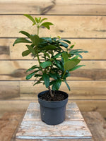 Rhododendron hybride - ↕ 45 cm - Groen-online