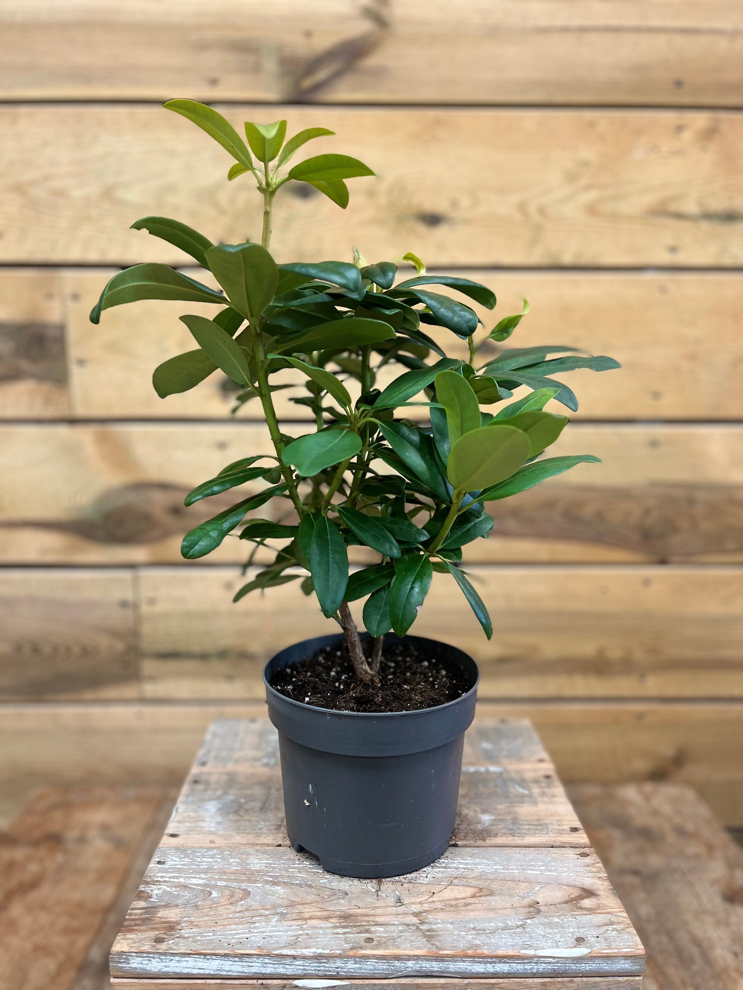 Rhododendron hybride - ↕ 45 cm - Groen-online
