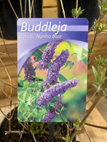 Buddleja davidii (vlinderstruik) donkerpaars
