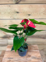 Anthurium Flamingo plant - Groen-online