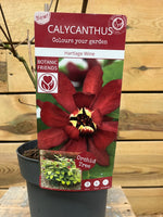 Calycanthus (Geurstruik) - ↕ 50 cm - Groen-online