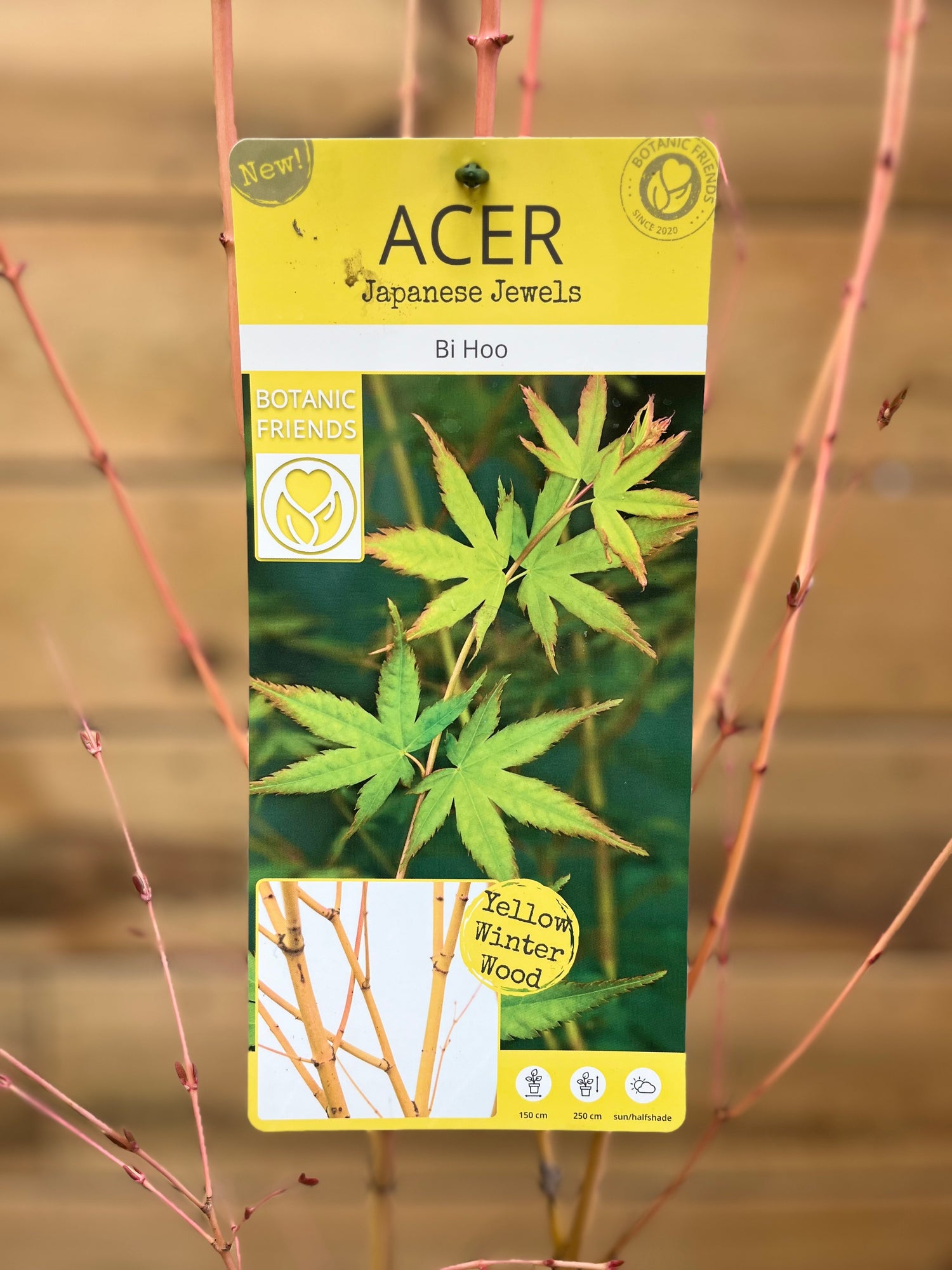 Acer palmatum etiket