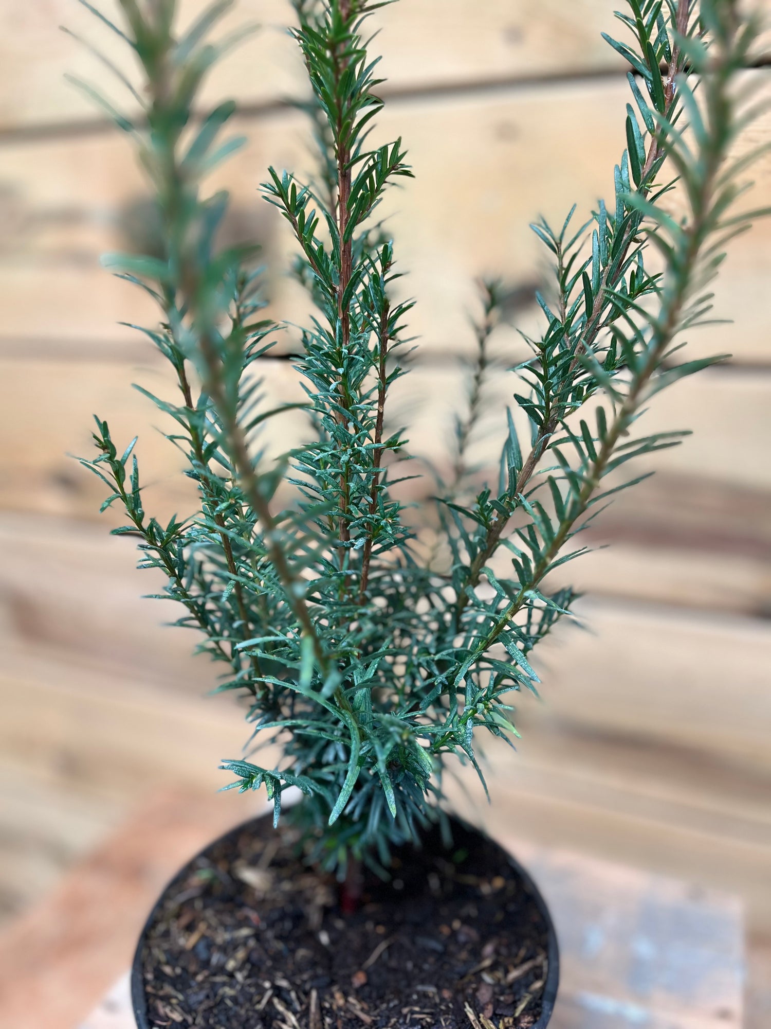 Taxus (Engelse taxus) - ↕ 60 cm - Groen-online