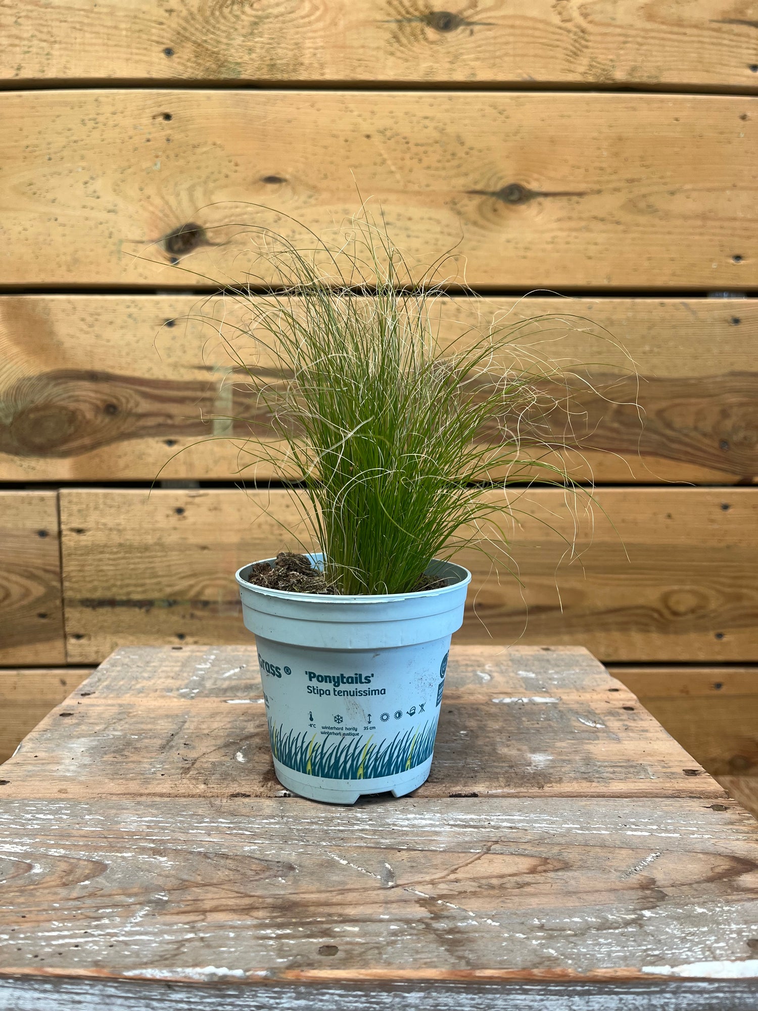 Stipa tenuifolia 'Ponytails' - Groen-online