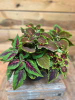 Coleus bovenkant