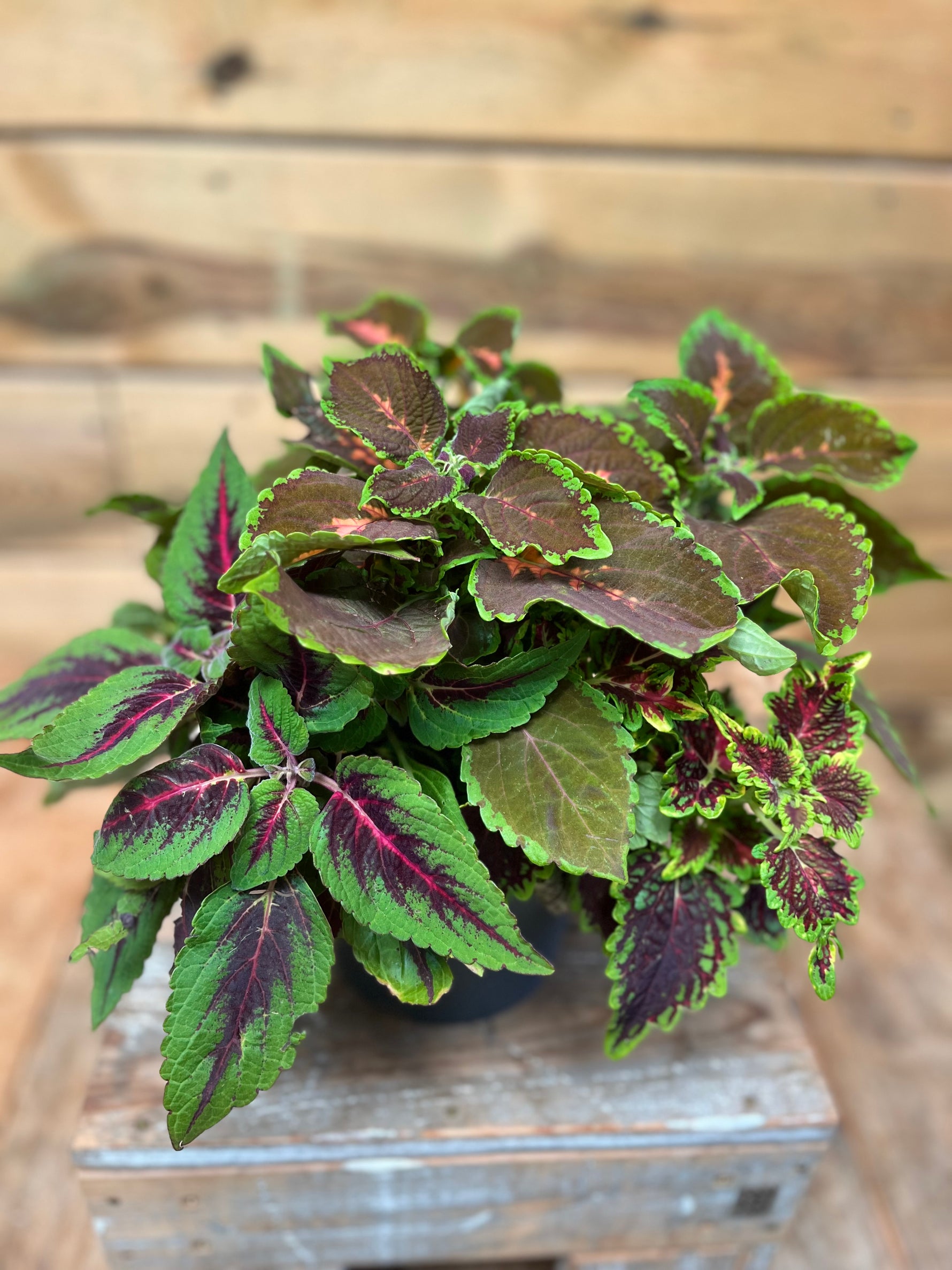 Coleus bovenkant