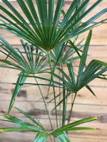 Trachycarpus fortunei bovenkant