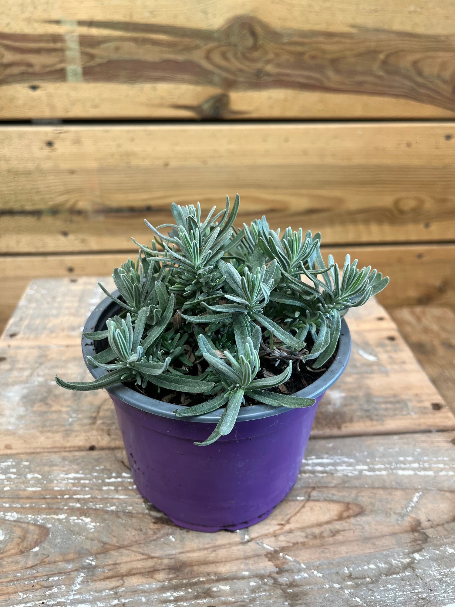 Lavendel 'Blau' bovenkant