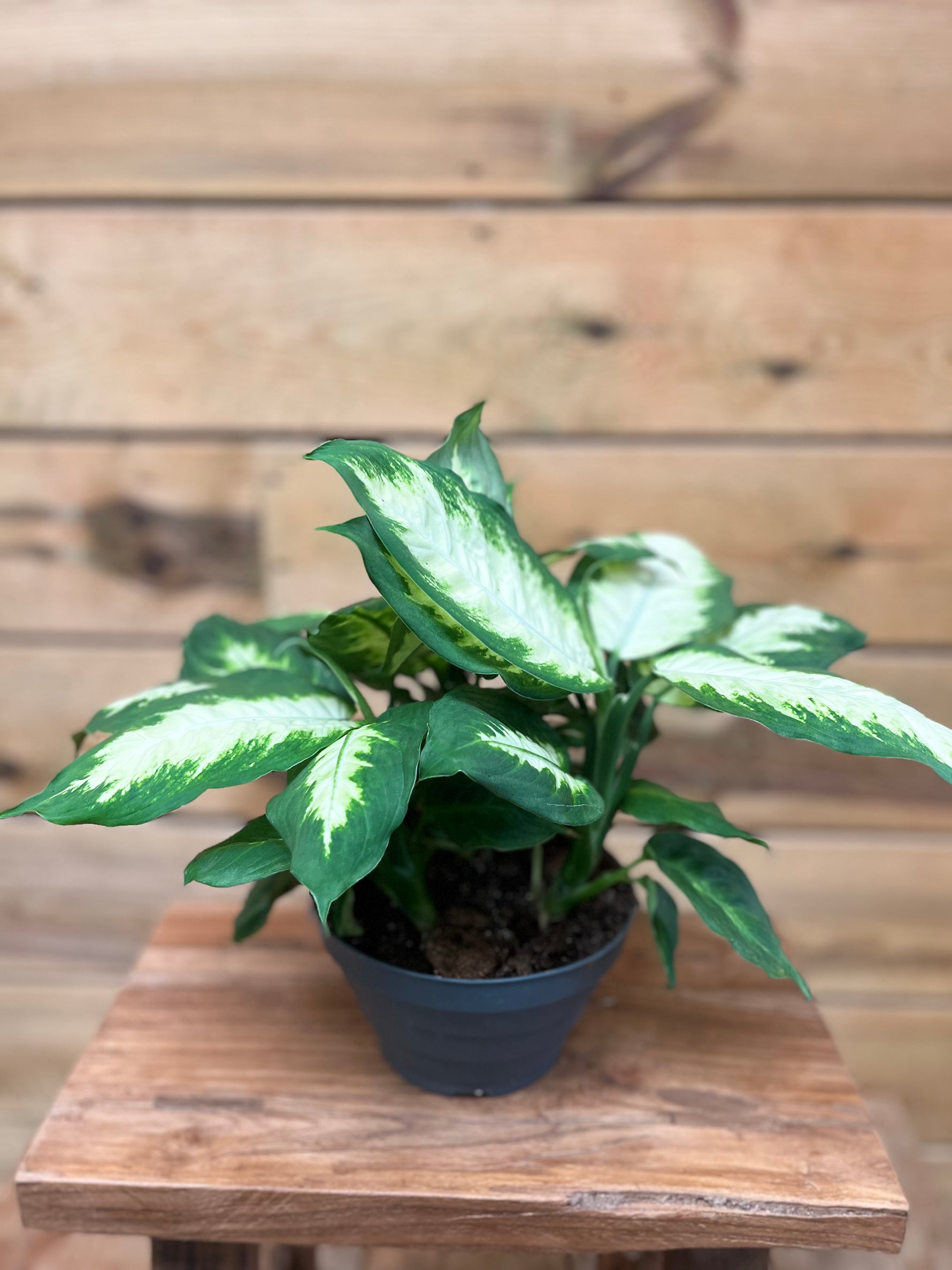 dieffenbachia luchtzuiverend Dieffenbachia Kopen