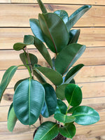 Ficus Elastica bovenkant