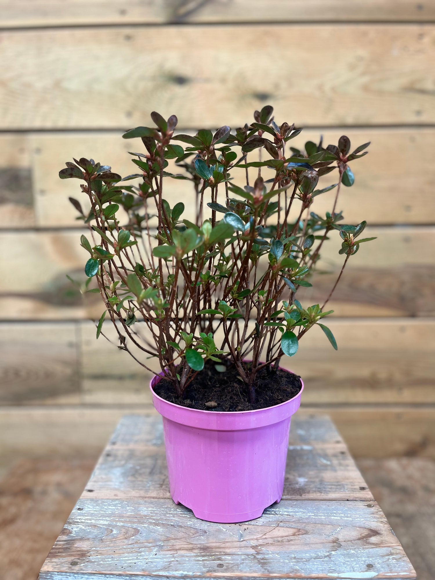 Azalea japonica 'Isabel' voorkant