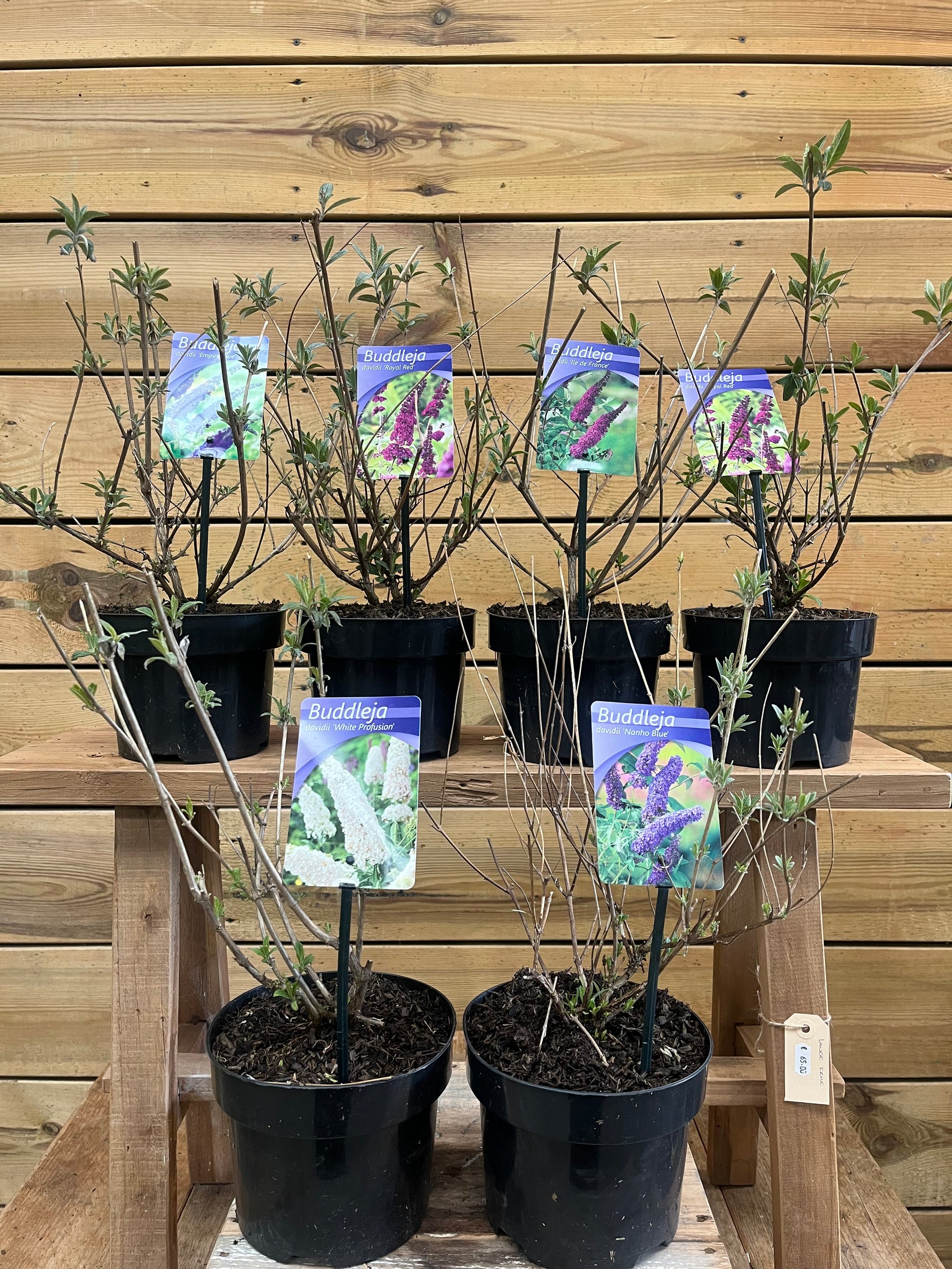 6 Buddleja davidii (vlinderstruik) voorkant