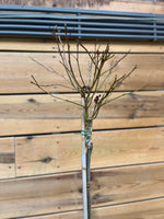 Liquidambar styraciflua (Amberboom) takken 