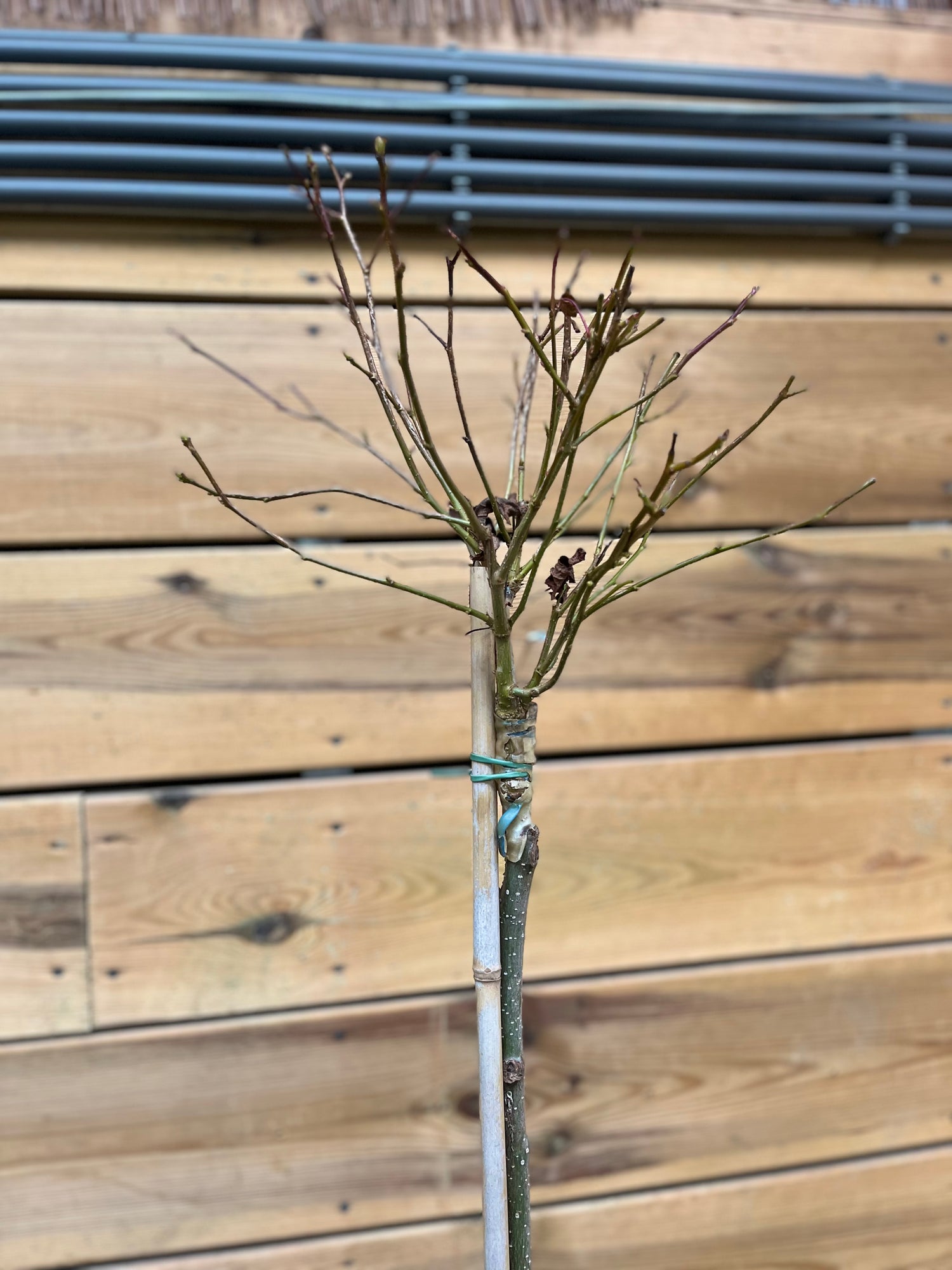 Liquidambar styraciflua (Amberboom) takken 