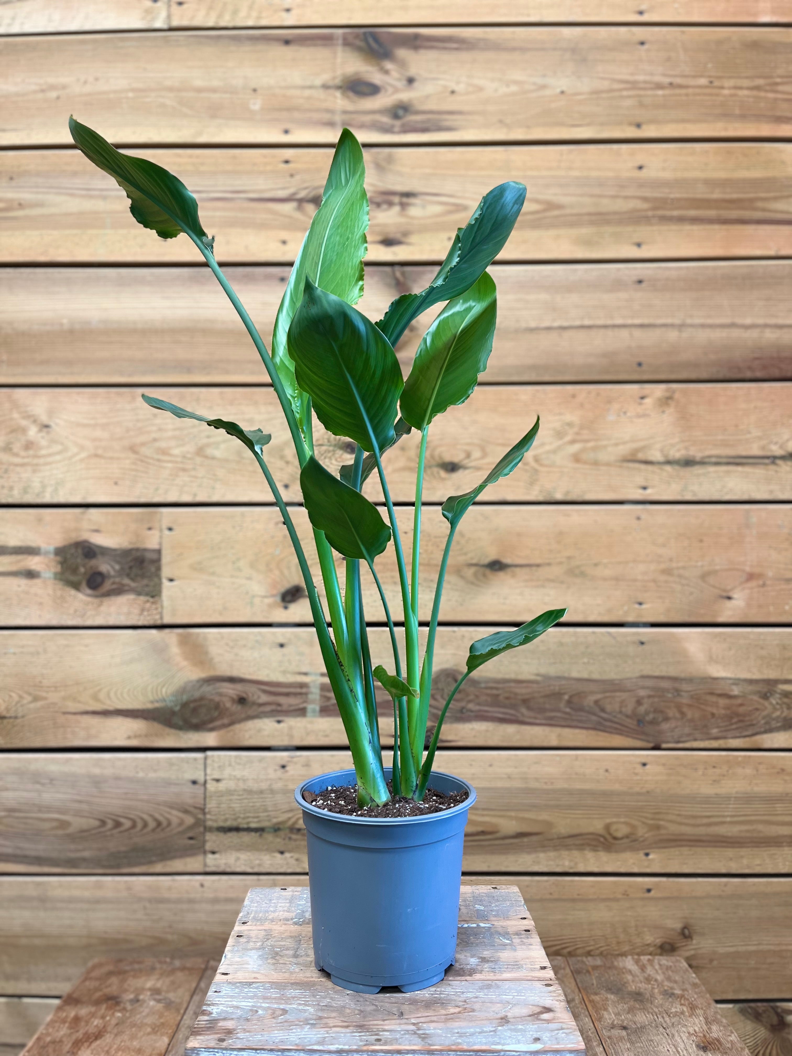 Paradijsvogelplant Strelitzia Nicolai Per Stuk Aanbieding bij Ranzijn Paradijsvogelplant Strelitzia Nicolai Per Stuk Aanbieding bij Ranzijn