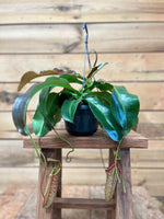 Nepenthes voorkant