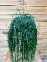Rhipsalis dichtbij