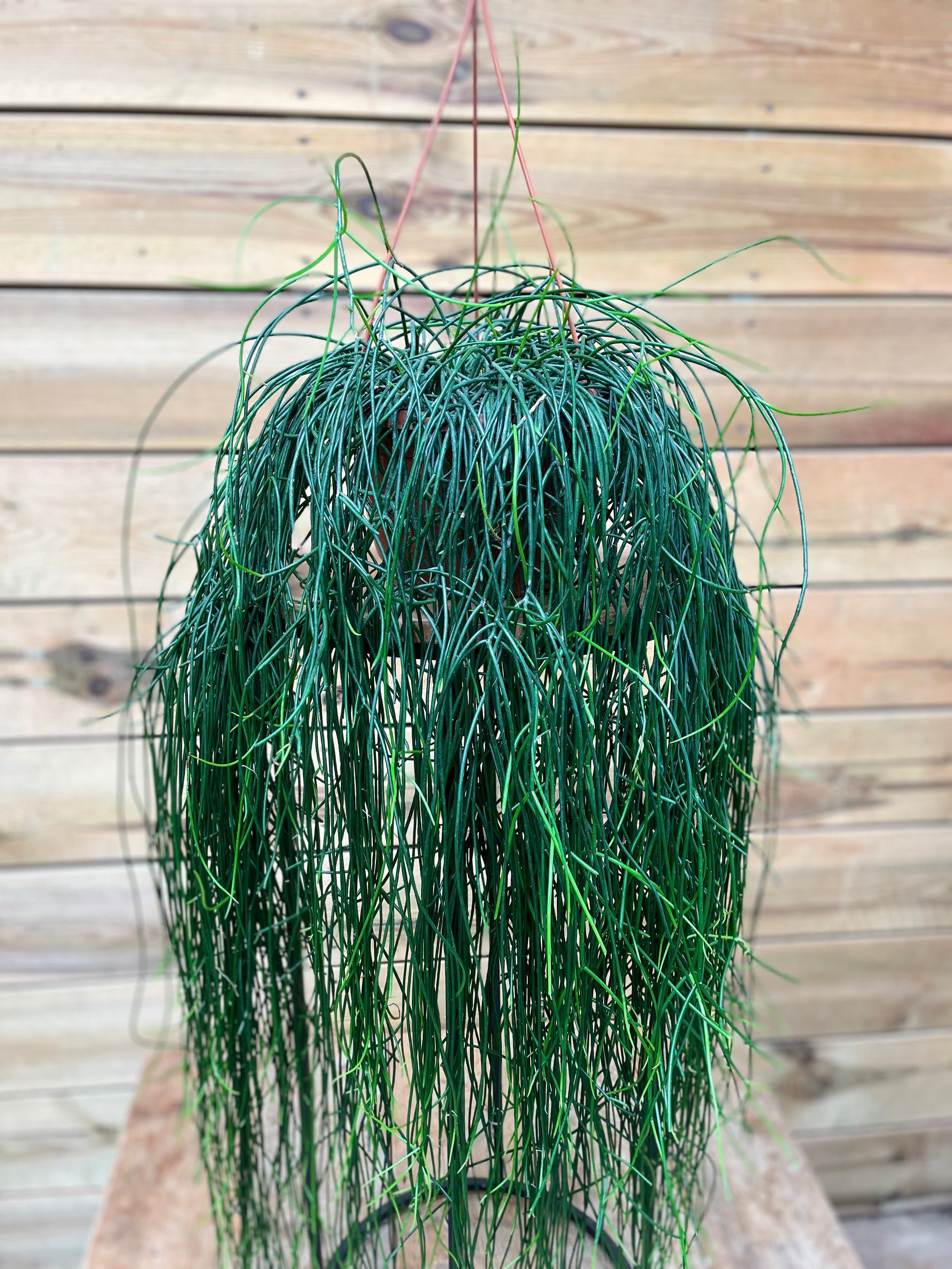 Rhipsalis dichtbij